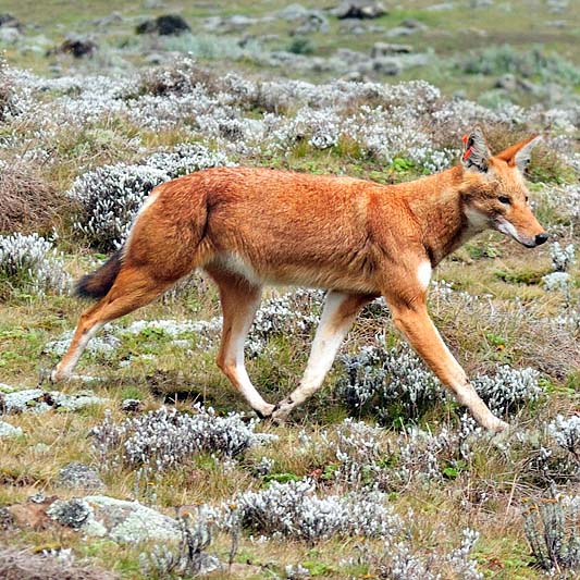 Een Ethiopische wolf op jacht.