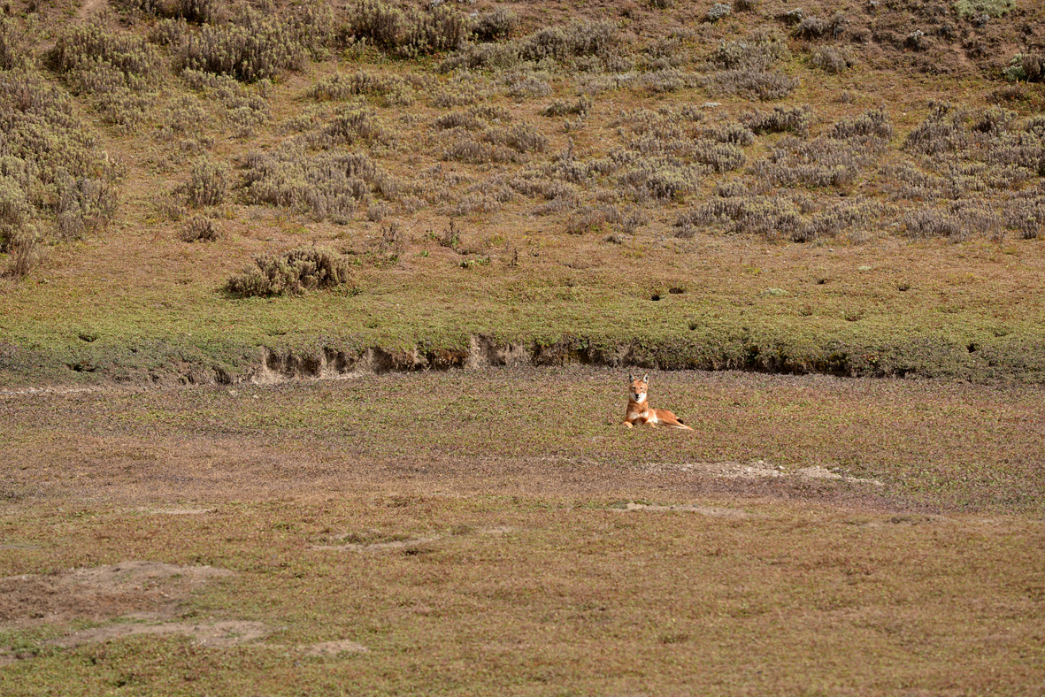 Ethiopische Wolf - rustend