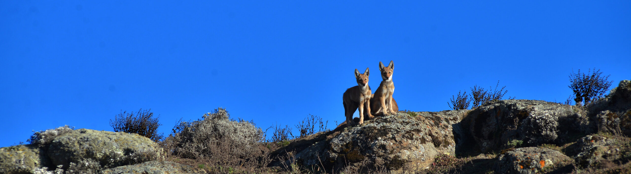 Juvenile ewolves EWCP Eric Bedin