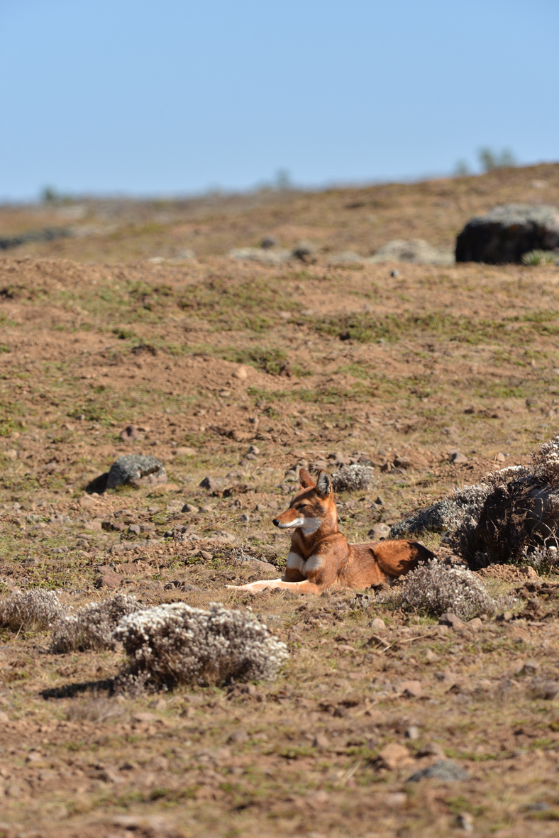 Sub-adult wolf sunbathing Sanetti EWCP Eric Bedin