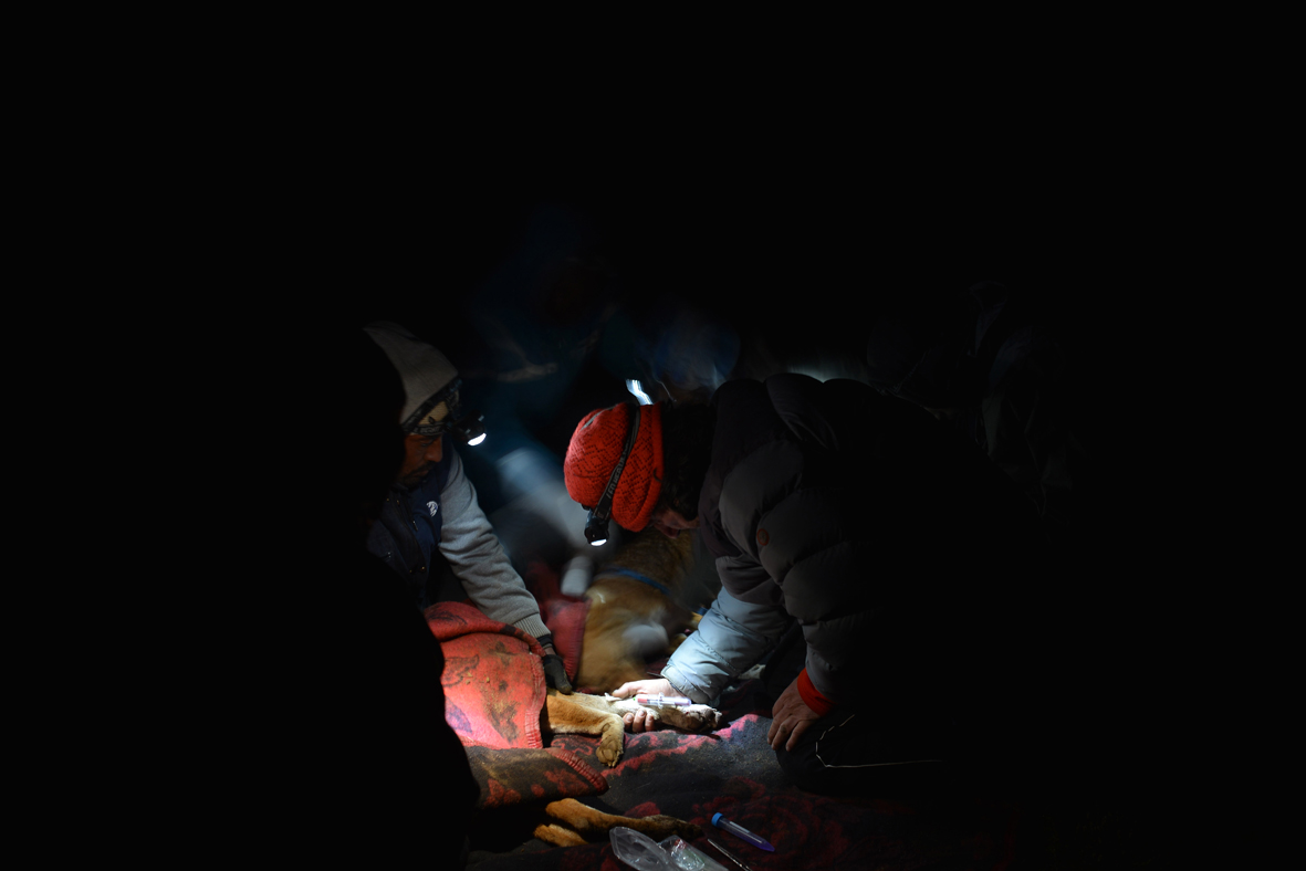 vaccinating wolf at night EWCP Eric Bedin